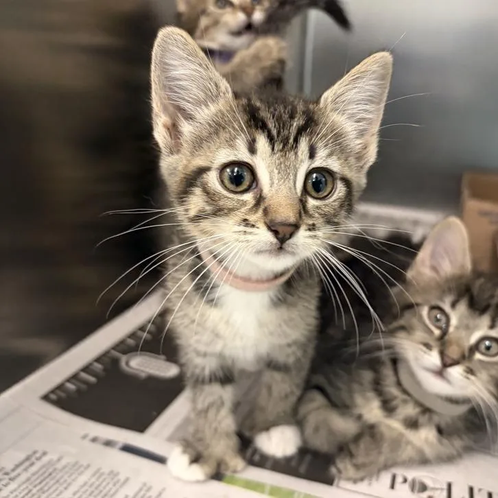 A baby small-sized female Brown / Chocolate Domestic Short Hair cat named Tadpole for adoption in Marshall, VA