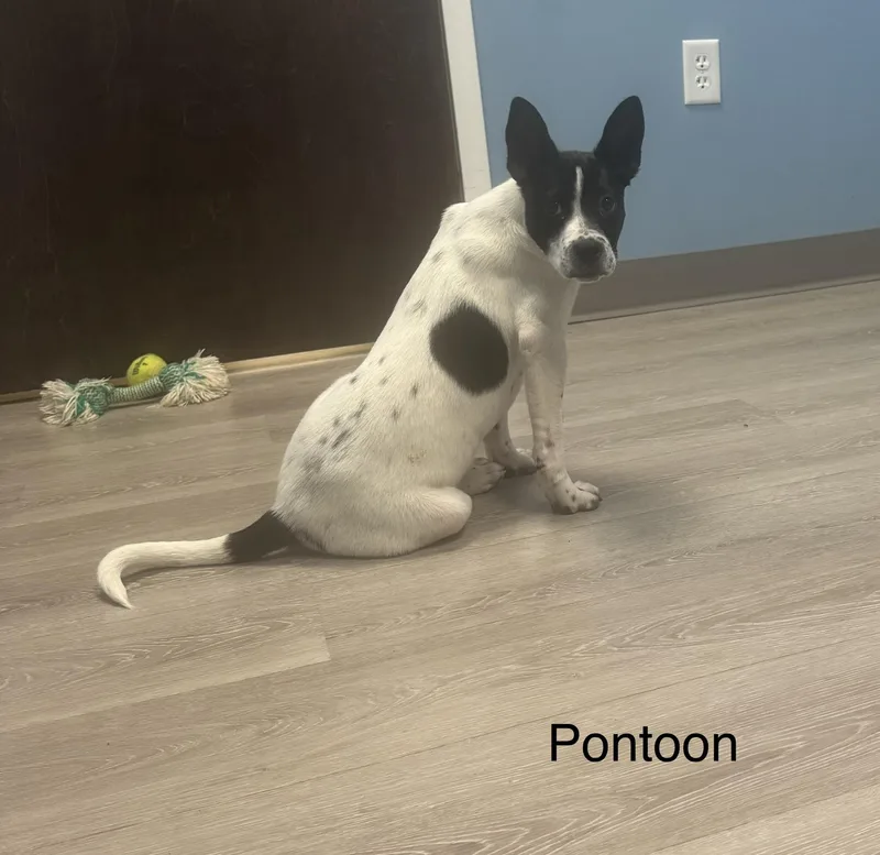 Pontoon