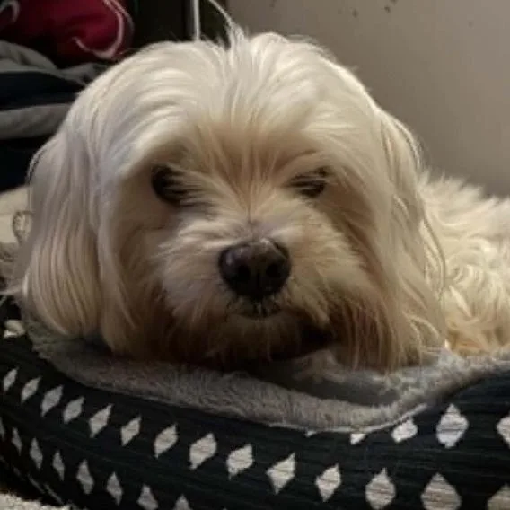 Mimi