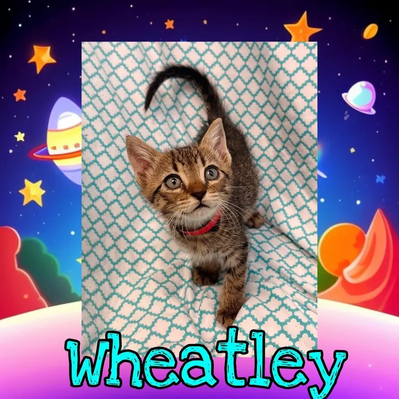 Wheatley