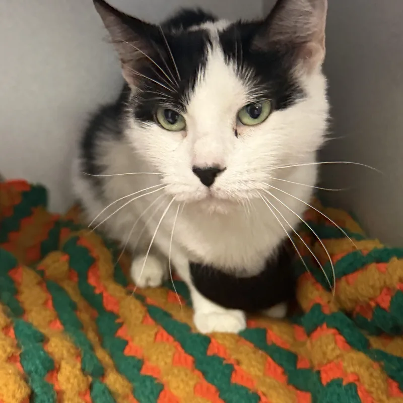 An adult medium-sized female White Domestic Short Hair cat named Zilla for adoption in Pottsville, PA
