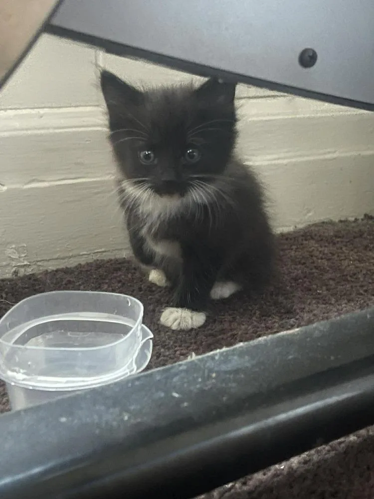 A baby small-sized female Black & White / Tuxedo Domestic Long Hair cat named Choochoo for adoption in Statesboro, GA