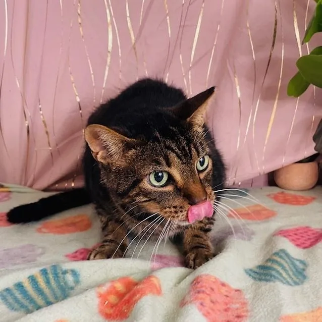A senior medium-sized male Tabby (Gray / Blue / Silver) Domestic Short Hair cat named Ace for adoption in Long Beach, MS