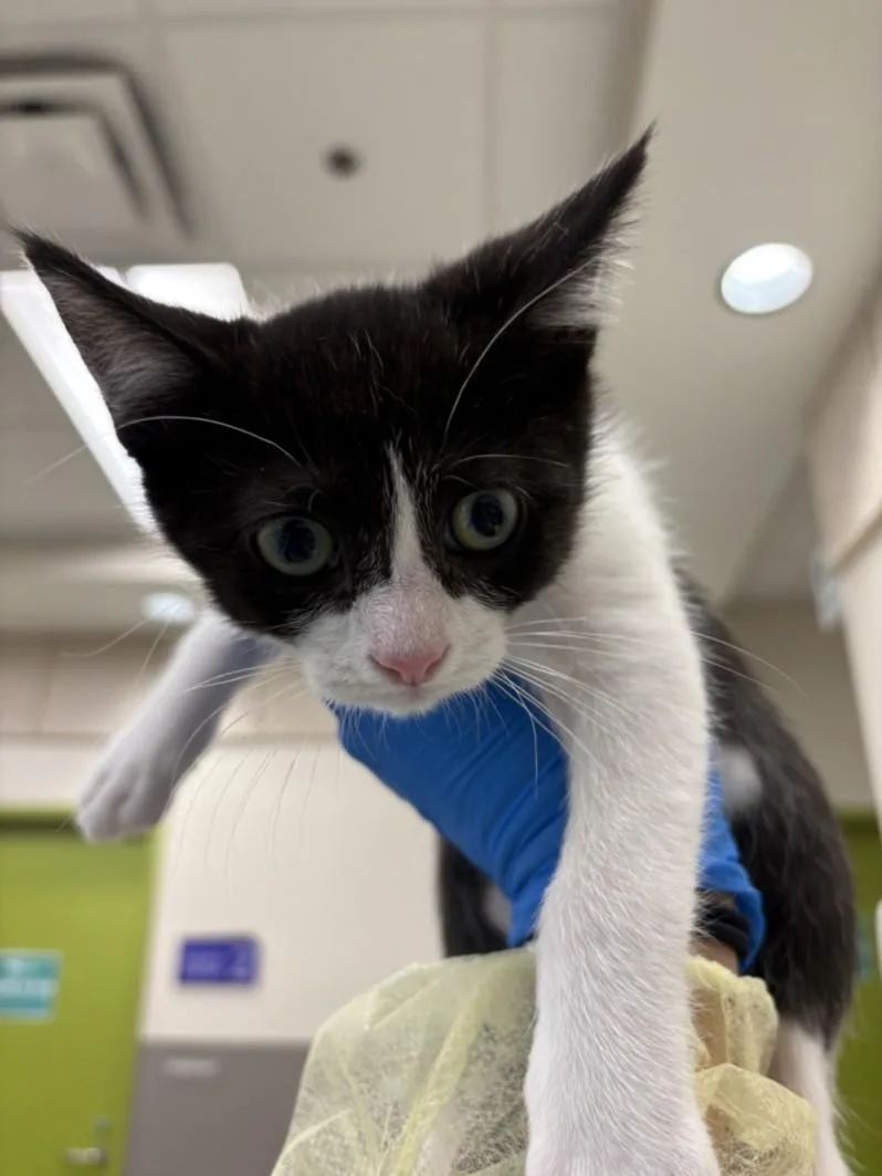 A baby small-sized male Domestic Short Hair cat named Pepper for adoption in Las Vegas, NV