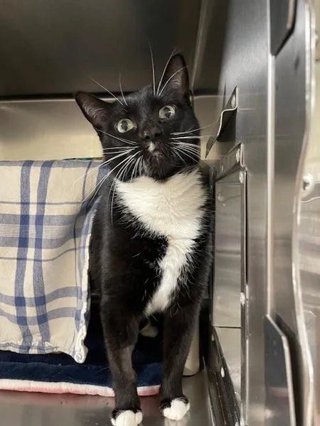 Jakseine thumbnail 2