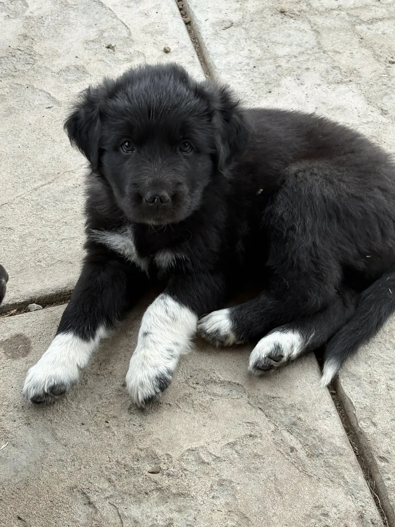 A baby small-sized female German Shepherd Dog dog named Vera for adoption in Discovery Bay, CA