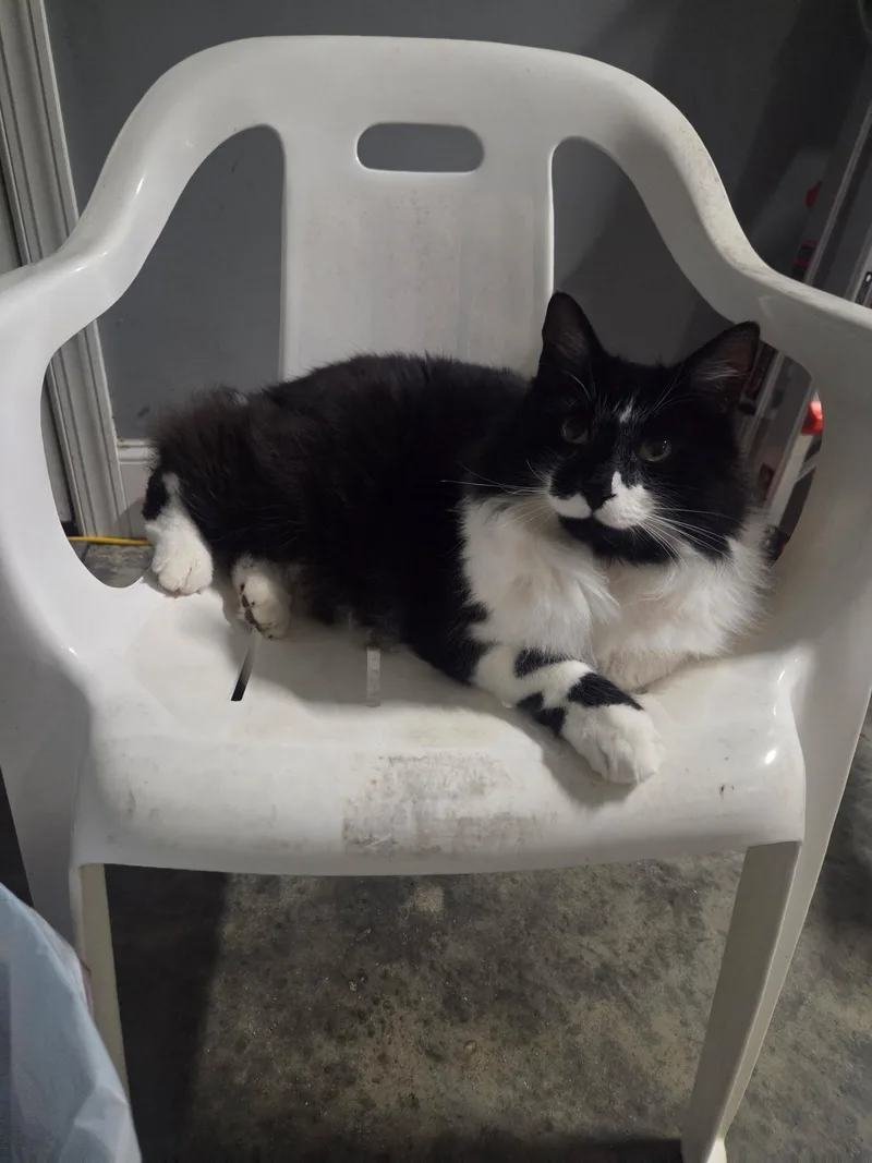 Sophie and Fluffy thumbnail 2