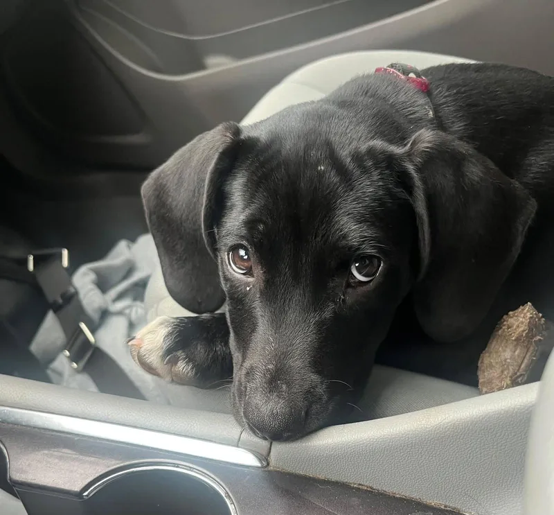 A baby medium-sized female Terrier dog named Gem for adoption in Blackwood, NJ