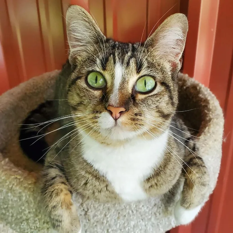 An adult medium-sized female Brown / Chocolate Domestic Short Hair cat named Gracie for adoption in Brighton, MO