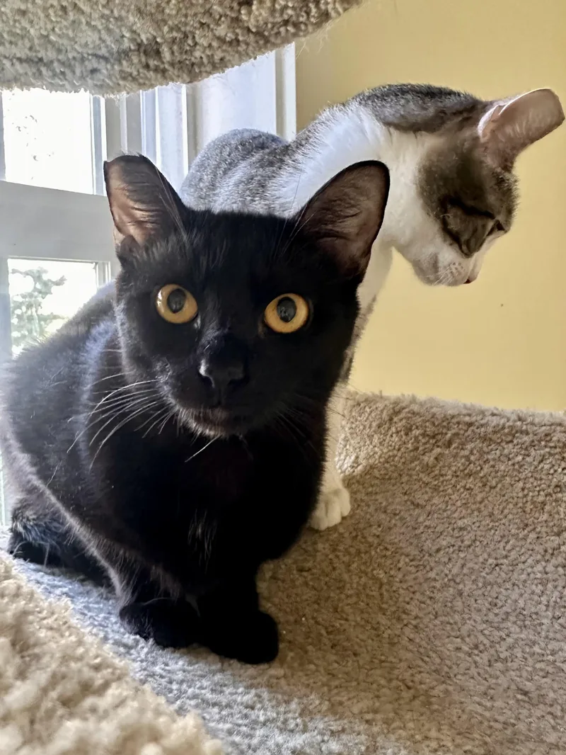 A baby medium-sized female Black Bombay cat named Luna for adoption in Woodinville, WA