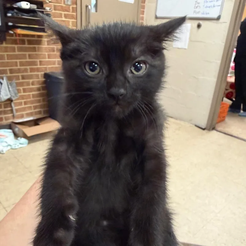 A baby small-sized female Black Domestic Short Hair cat named Toffee for adoption in Birmingham, AL