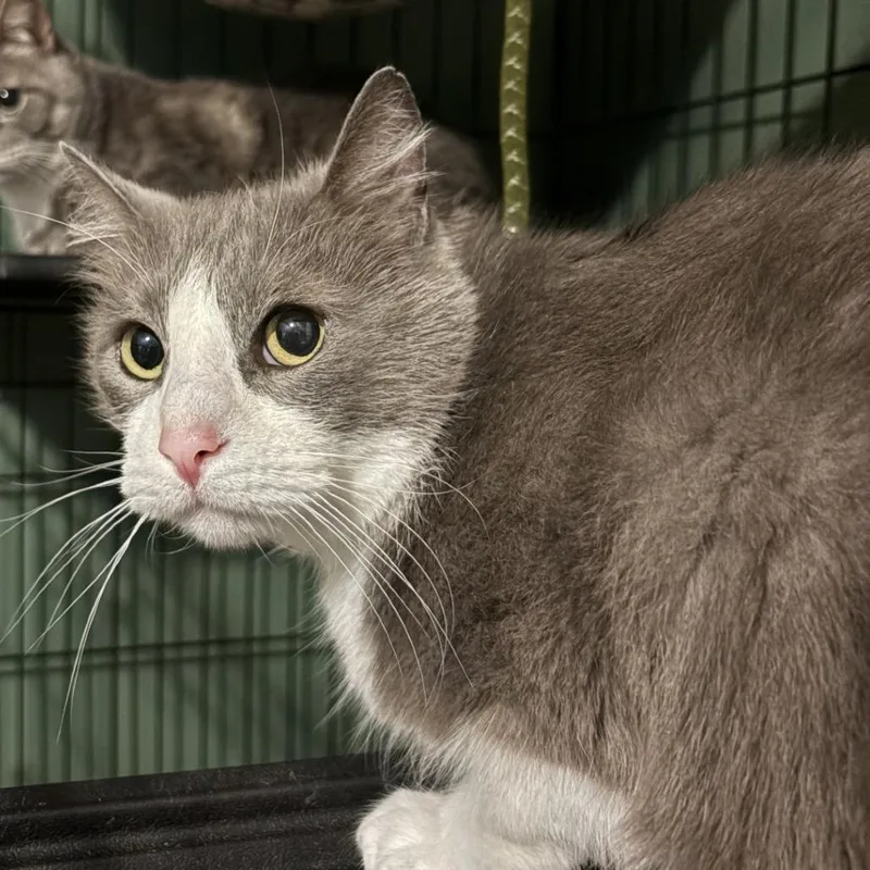 A senior small-sized male Gray / Blue / Silver Domestic Short Hair cat named Reign for adoption in Johnstown, PA