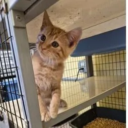 A baby small-sized male Orange / Red Domestic Short Hair cat named Rebel for adoption in New York, NY