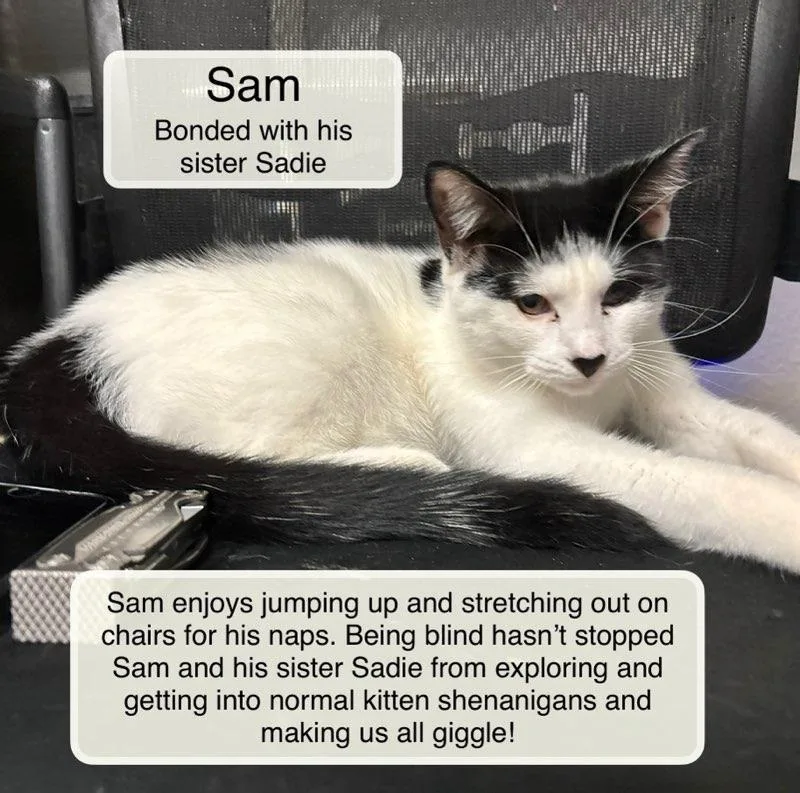 A baby small-sized male Black Domestic Short Hair cat named Sam and Sadie for adoption in Ellicott City, MD