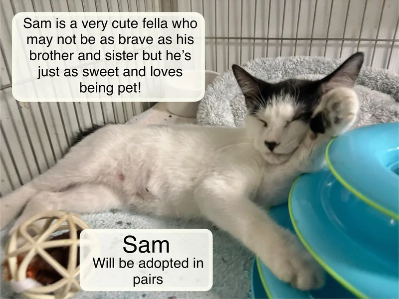 Sam and Sadie thumbnail 2