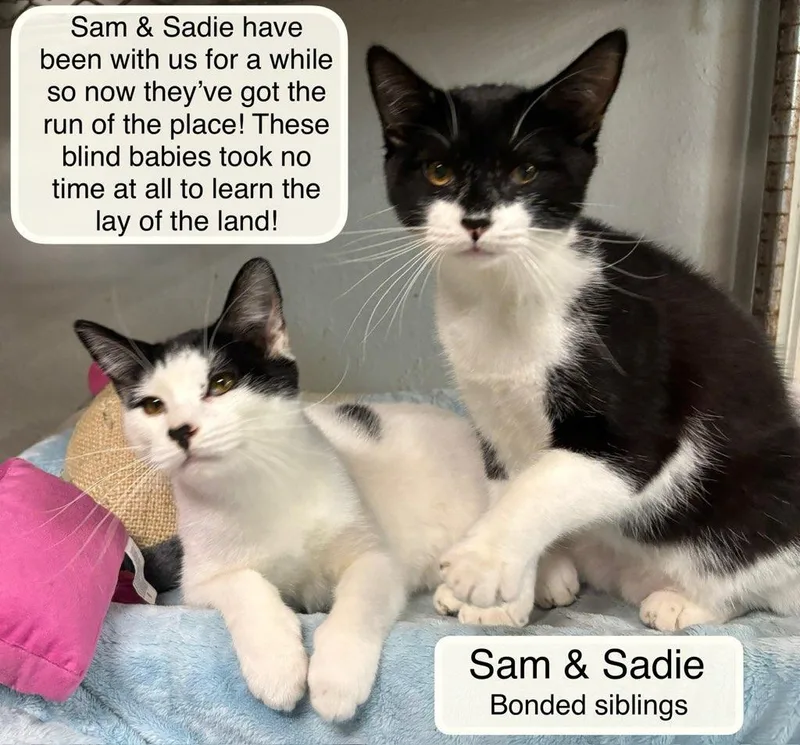 Sam and Sadie thumbnail 3