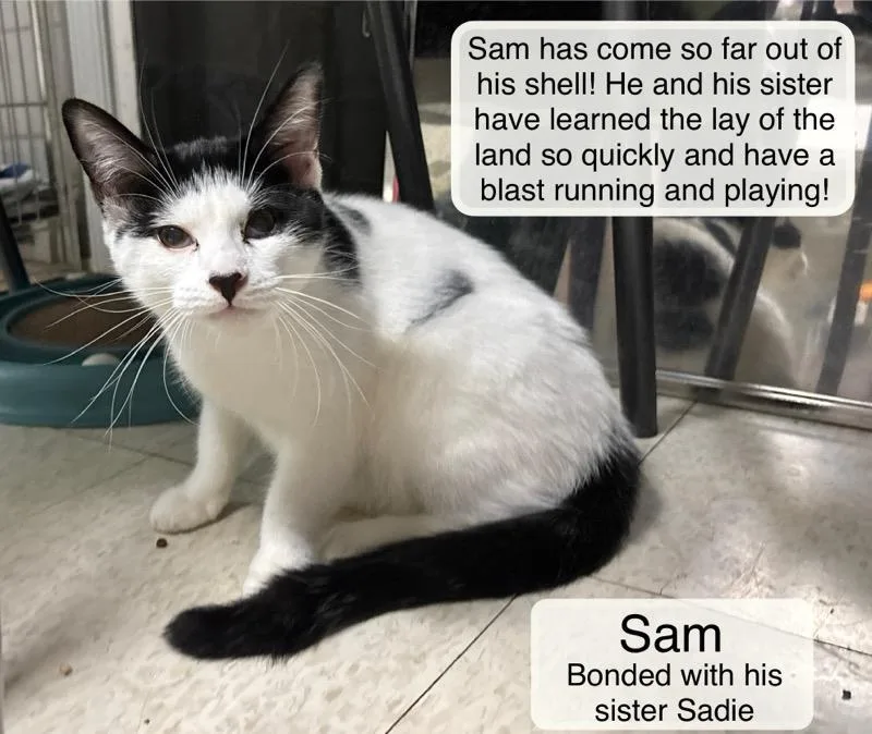 Sam and Sadie thumbnail 5