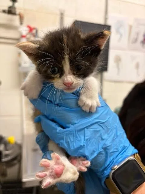 A baby medium-sized female Calico Domestic Short Hair cat named Iguana for adoption in Fruit Heights, UT