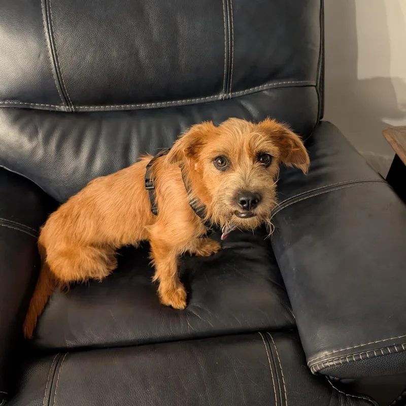 An adult small-sized female Brown / Chocolate Terrier dog named Ebony for adoption in Wake Forest, NC