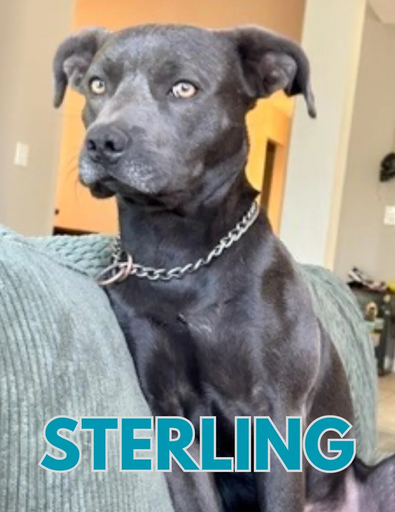 An adult large-sized male Gray / Blue / Silver Pit Bull Terrier dog named Sterling for adoption in Shalimar, FL