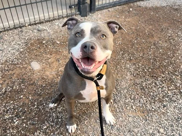An adult large-sized female Pit Bull Terrier dog named Glitter for adoption in Mesa, AZ