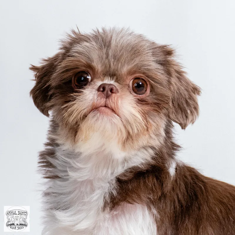 A young small-sized female Brown / Chocolate Shih Tzu dog named Little Lottie for adoption in Fort Montgomery, NY