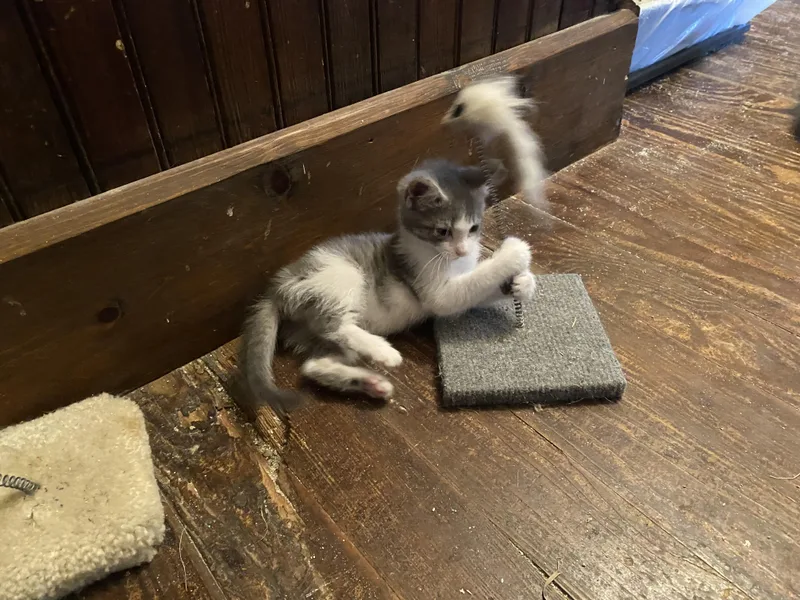 A baby medium-sized female Gray & White Domestic Short Hair cat named Collette for adoption in Dawson, GA
