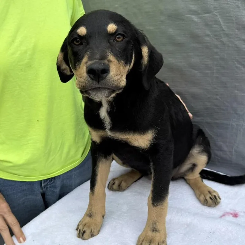 A baby medium-sized female Black Mixed Breed dog named Briella for adoption in Alexandria, VA