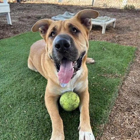 An adult large-sized male Apricot / Beige Shepherd dog named Moe for adoption in Ramona, CA