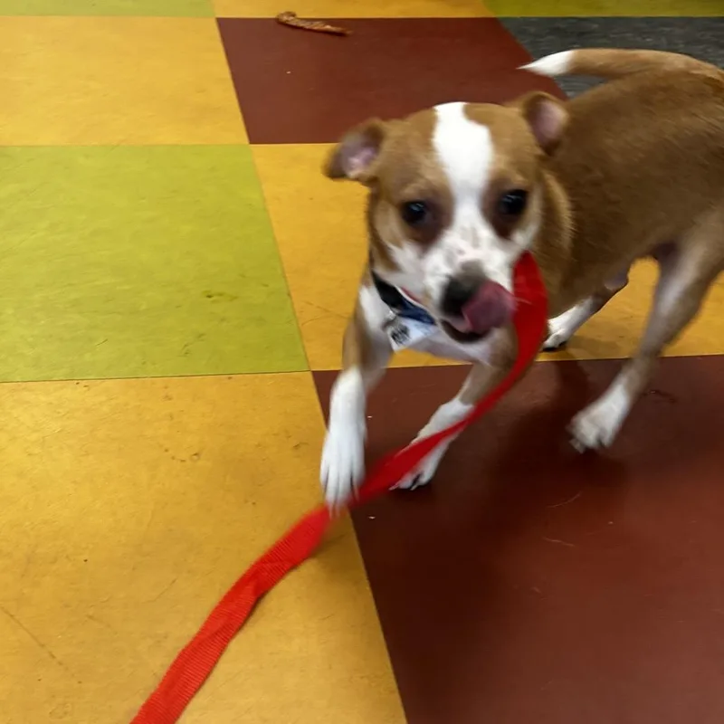 An adult small-sized male Yellow / Tan / Blond / Fawn Mixed Breed dog named Squirt for adoption in Philadelphia, PA