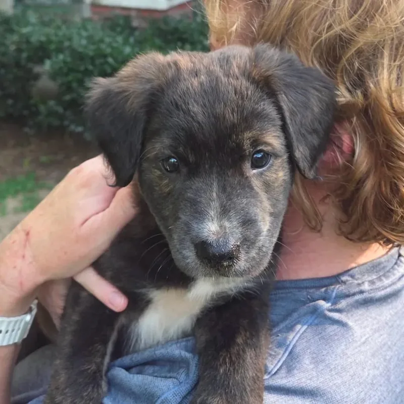 A baby large-sized female Brindle Mixed Breed dog named Relish for adoption in Ocala, FL