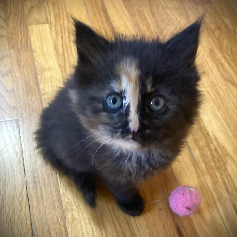 A baby small-sized female Tortoiseshell Domestic Long Hair cat named Ronda for adoption in Mankato, MN