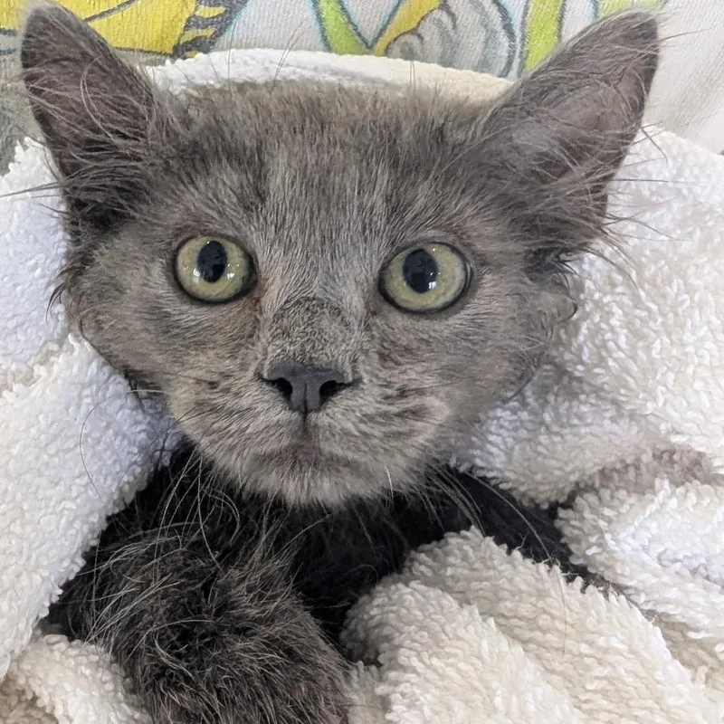 A baby small-sized male Gray / Blue / Silver Domestic Medium Hair cat named Rex for adoption in Chapel Hill, NC