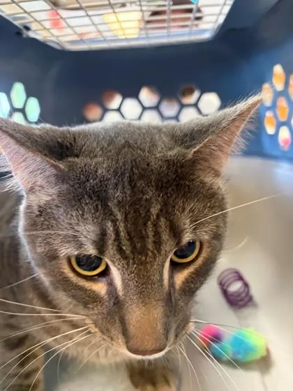 An adult large-sized male Domestic Short Hair cat named Ash for adoption in Baraboo, WI