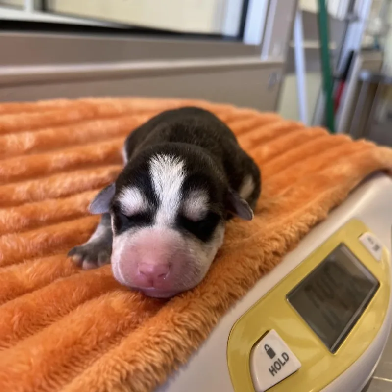 A baby medium-sized female Black Shepherd dog named Galaxy for adoption in Kanab, UT