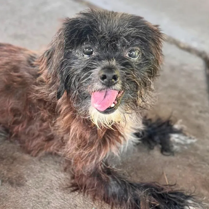 An adult small-sized female Black Shih Tzu dog named Dulce  Chino Hills for adoption in Chino Hills, CA