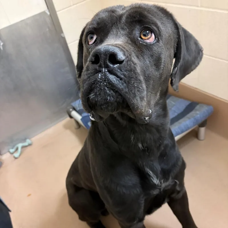 A young large-sized male Cane Corso dog named Achilles for adoption in Reno, NV