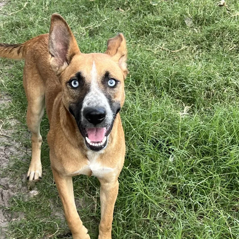 A young medium-sized female Golden Husky dog named Kida Mae for adoption in Temple, TX