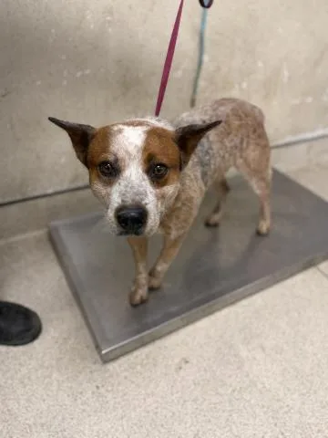 A young medium-sized male Australian Cattle Dog / Blue Heeler dog named Moss for adoption in Riverside, CA