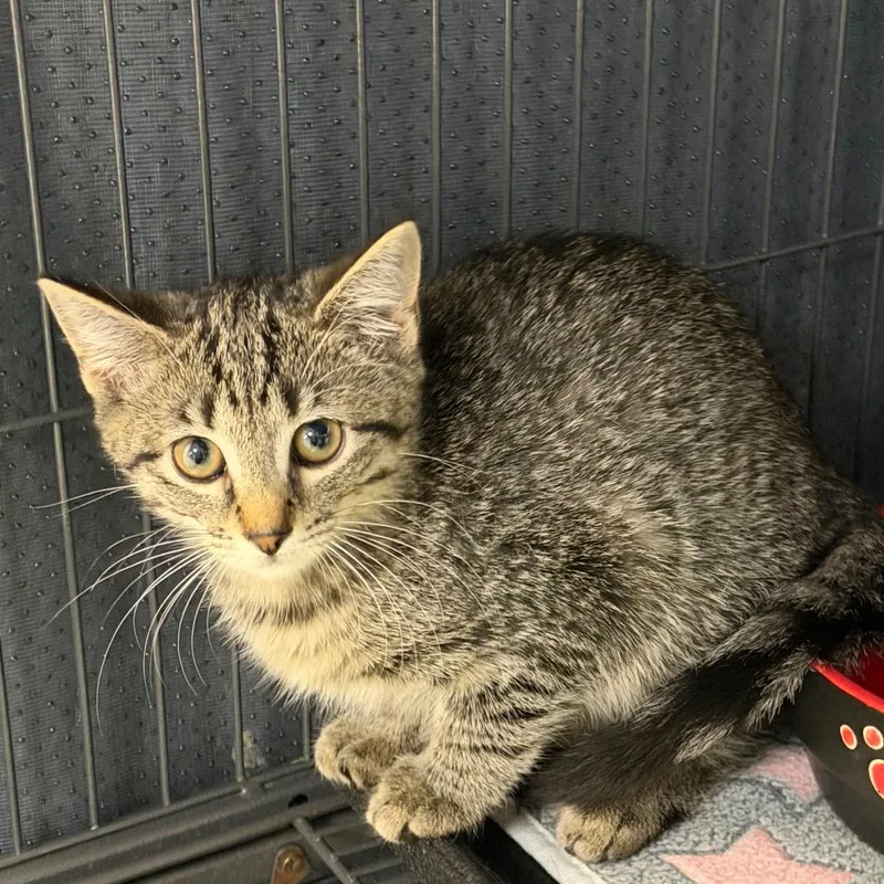 A baby small-sized female Gray / Blue / Silver Domestic Short Hair cat named Aperol for adoption in Hampton Bays, NY