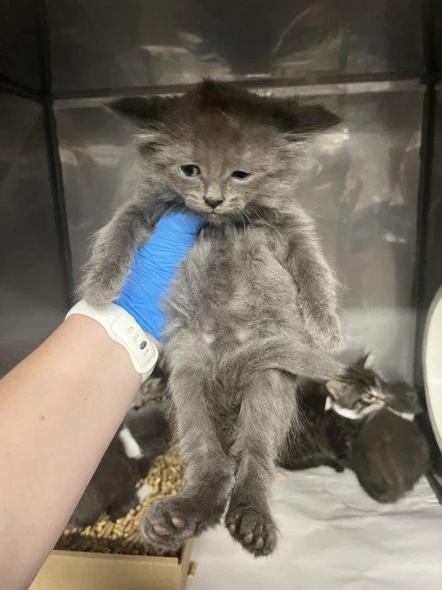 A baby small-sized male Gray / Blue / Silver Domestic Medium Hair cat named Ash for adoption in Woodland, CA