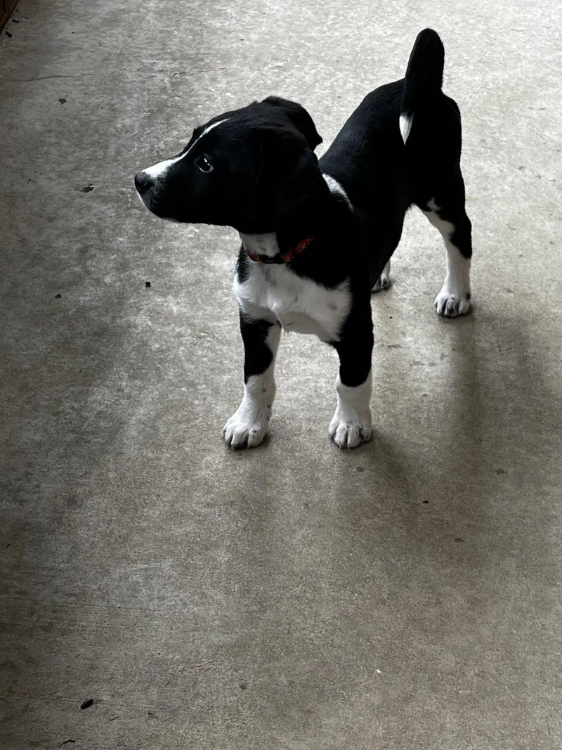 A baby small-sized male Rat Terrier dog named Finn for adoption in St. Louis, MO