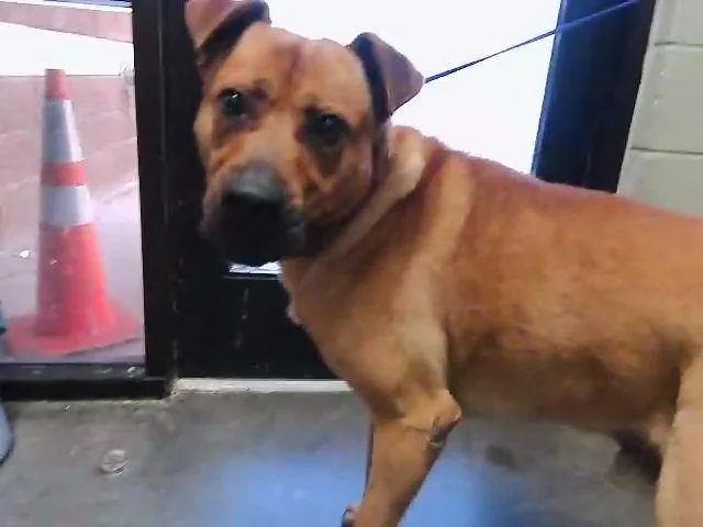 An adult extra large-sized male Pit Bull Terrier dog named Morphy for adoption in Tulsa, OK