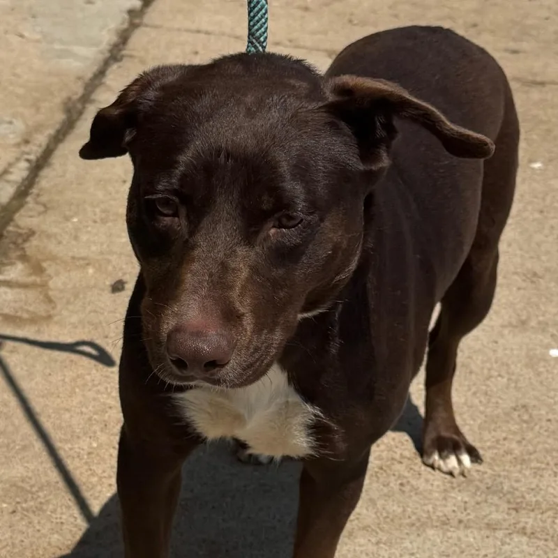 An adult medium-sized female Terrier dog named Belle for adoption in Clarksdale, MS