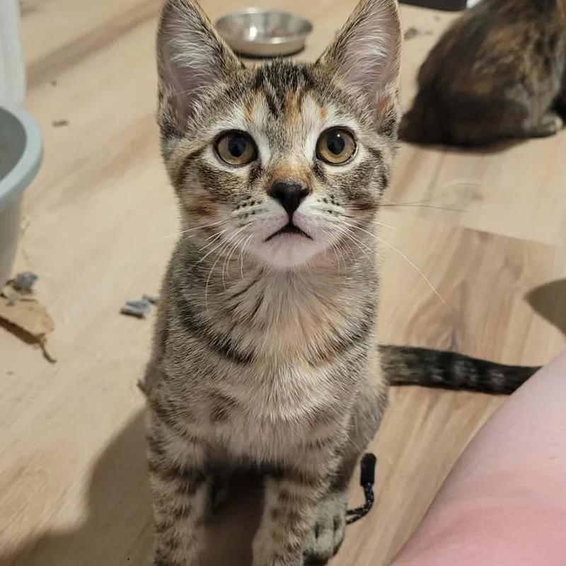 A baby small-sized female Torbie Domestic Short Hair cat named Echo Knight for adoption in Eagle Mountain, UT