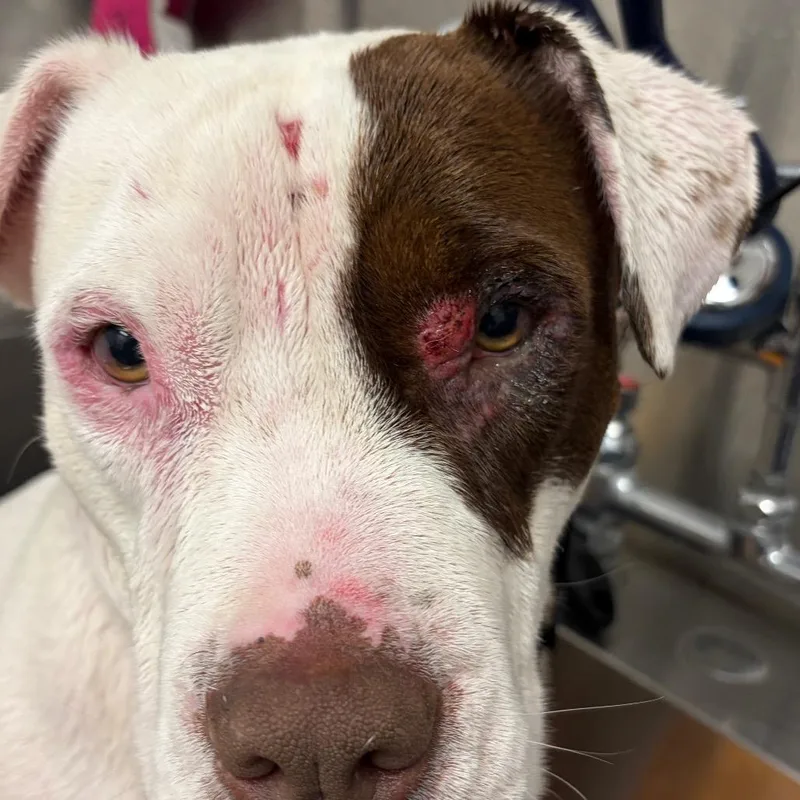 An adult large-sized female White / Cream American Bulldog dog named Whitney Mesa Stray for adoption in Henderson, NV