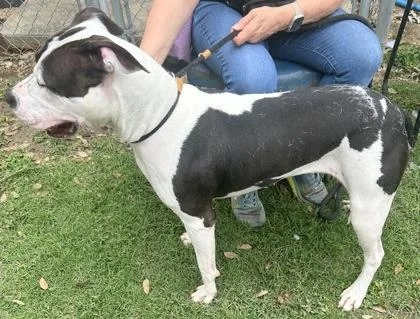 An adult large-sized female White / Cream Mixed Breed dog named Lays for adoption in Georgetown, TX