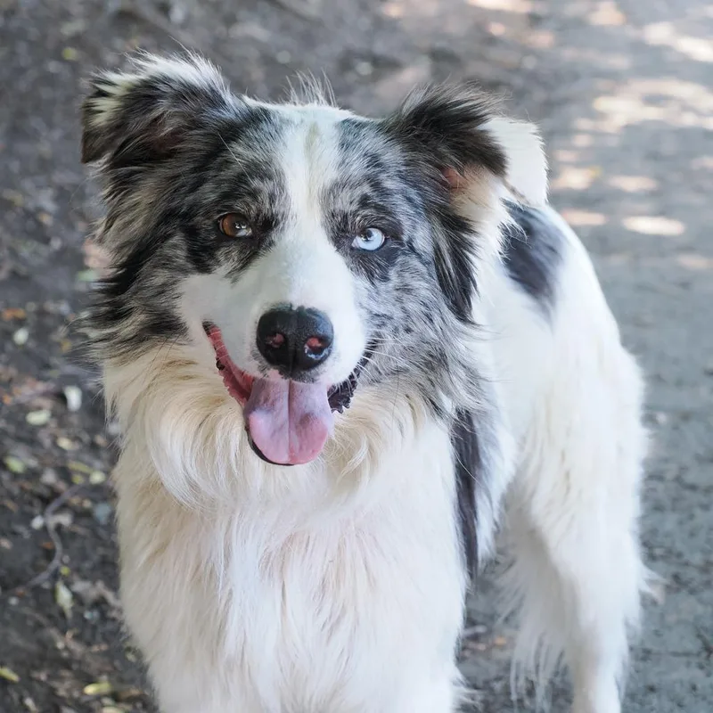 Bandit