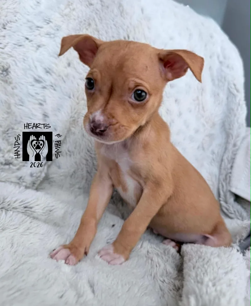 A baby medium-sized female White / Cream Terrier dog named Proxima for adoption in Omaha, NE