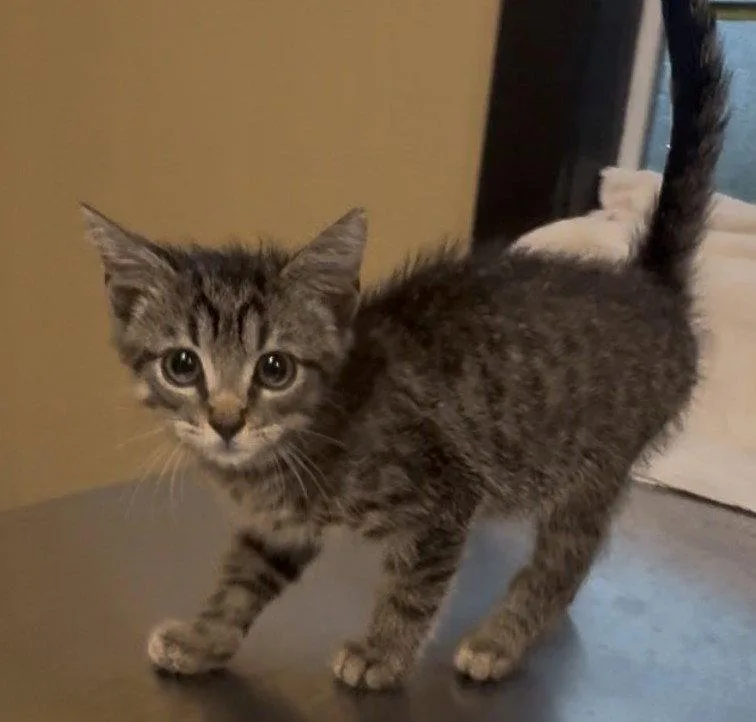 A young small-sized male Domestic Short Hair cat named Groot for adoption in Sistersville, WV